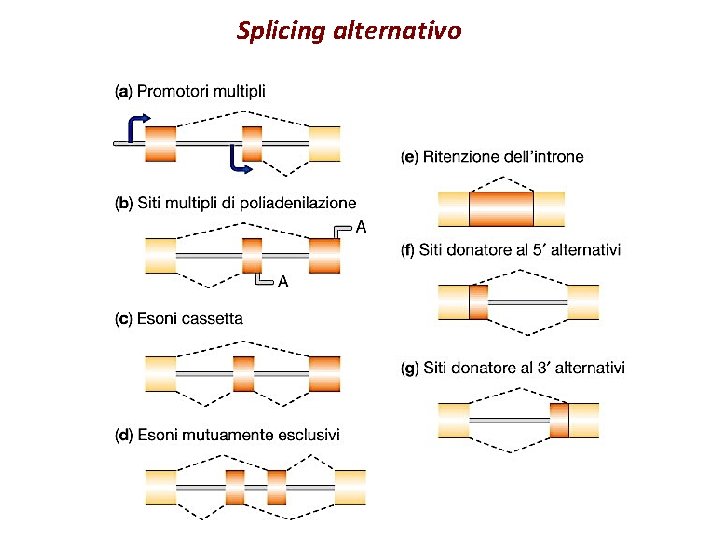 Splicing alternativo 