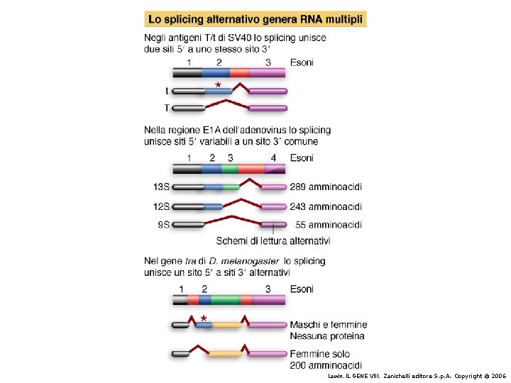 Lewin, IL GENE VIII, Zanichelli editore S. p. A. Copyright © 2006 