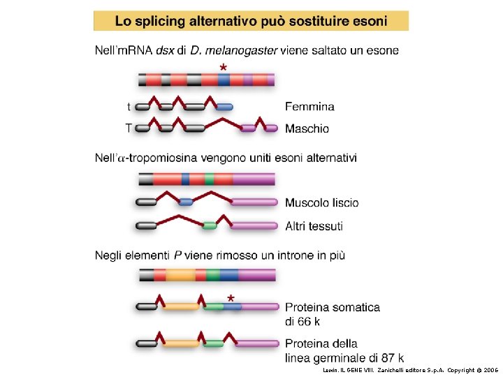 Lewin, IL GENE VIII, Zanichelli editore S. p. A. Copyright © 2006 