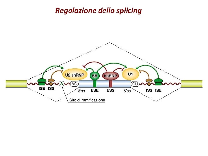 Regolazione dello splicing 