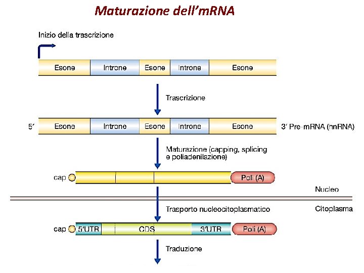 Maturazione dell’m. RNA 