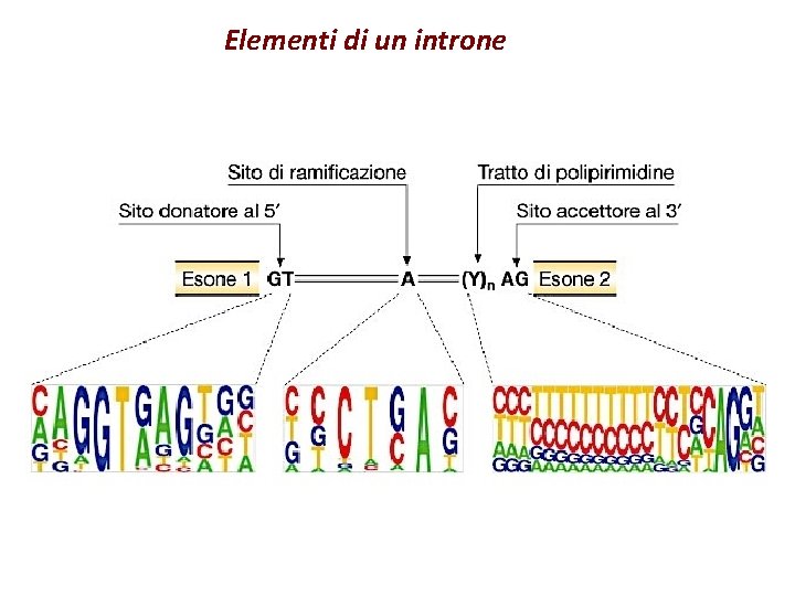 Elementi di un introne 