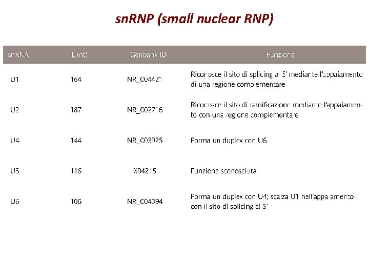 sn. RNP (small nuclear RNP) 