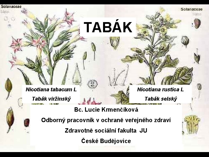 TABÁK Nicotiana tabacum L Nicotiana rustica L Tabák viržinský Tabák selský Bc. Lucie Krmenčíková