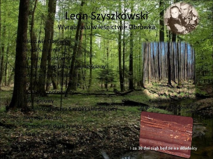 Leon Szyszkowski Wyrąb lasu w leśnictwie Obrówka W leśnictwie Obrówka Obok wsi Szklarnia Zrąb