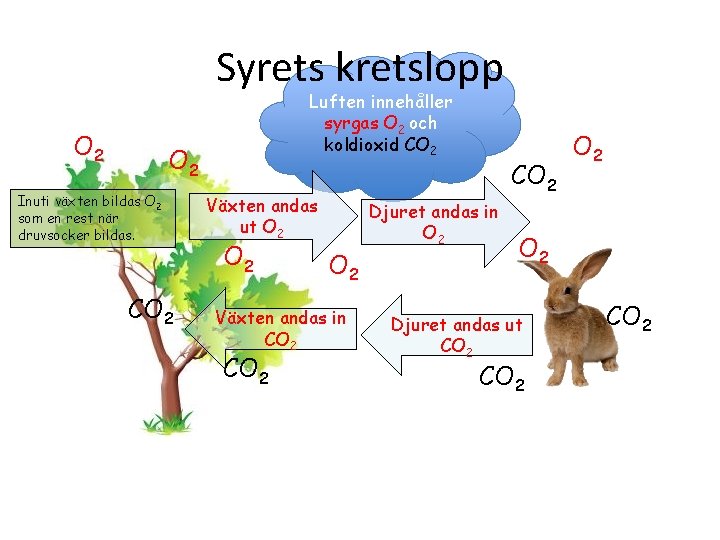 Syrets kretslopp O 2 Luften innehåller syrgas O 2 och koldioxid CO 2 Inuti