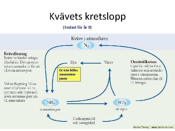 Kvävets kretslopp (Endast för år 8) Ur urin bildas ammoniumjonen 