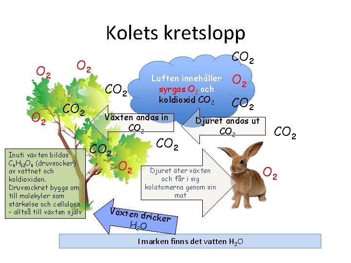 Kolets kretslopp O 2 CO 2 Luften innehåller syrgas O 2 och koldioxid CO