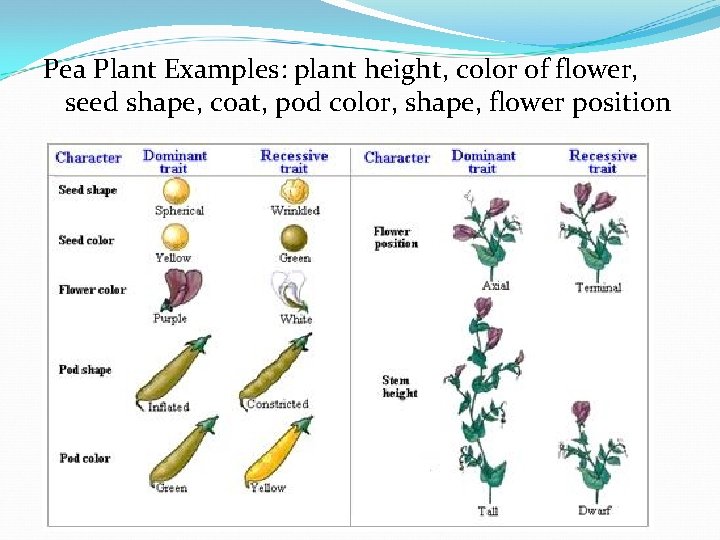 Pea Plant Examples: plant height, color of flower, seed shape, coat, pod color, shape,