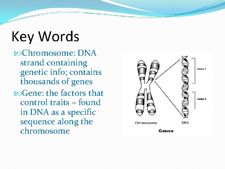 Key Words Chromosome: DNA strand containing genetic info; contains thousands of genes Gene: the