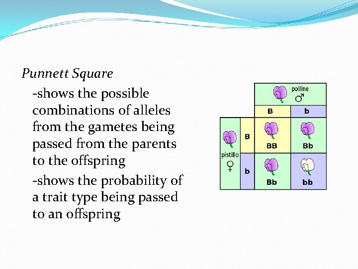 Punnett Square -shows the possible combinations of alleles from the gametes being passed from