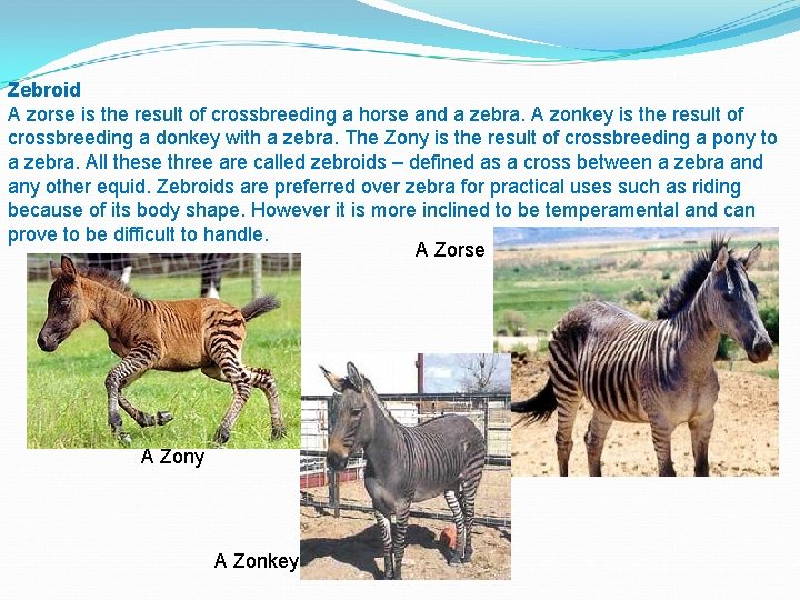 Zebroid A zorse is the result of crossbreeding a horse and a zebra. A