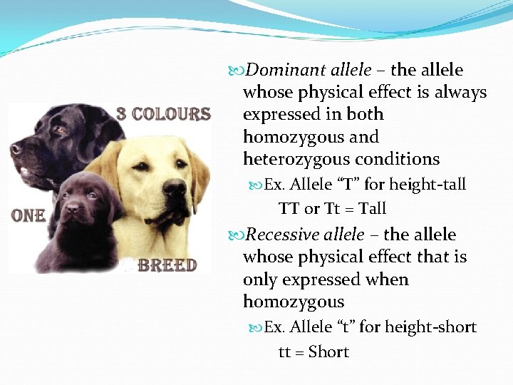  Dominant allele – the allele whose physical effect is always expressed in both