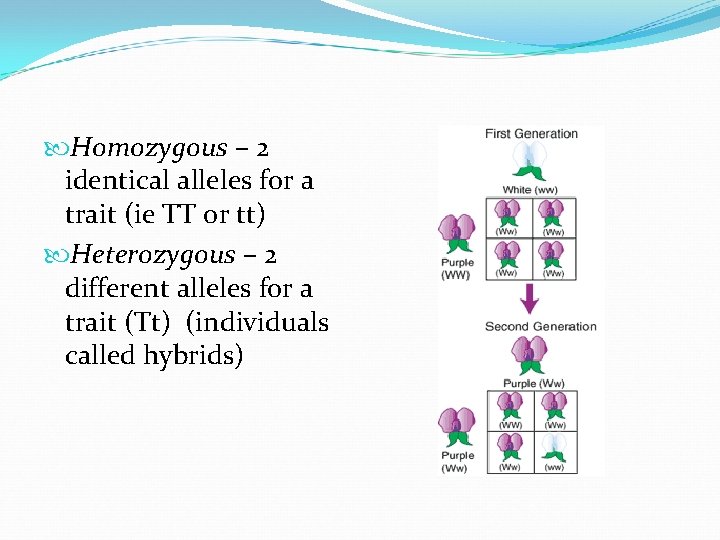  Homozygous – 2 identical alleles for a trait (ie TT or tt) Heterozygous