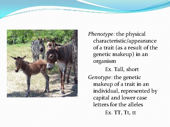 Phenotype: the physical characteristic/appearance of a trait (as a result of the genetic makeup)