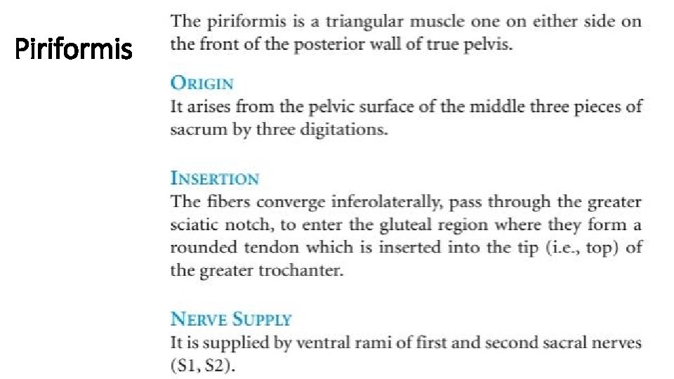 Piriformis 