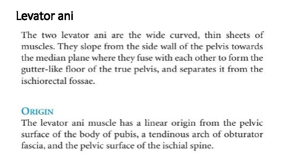 Levator ani 