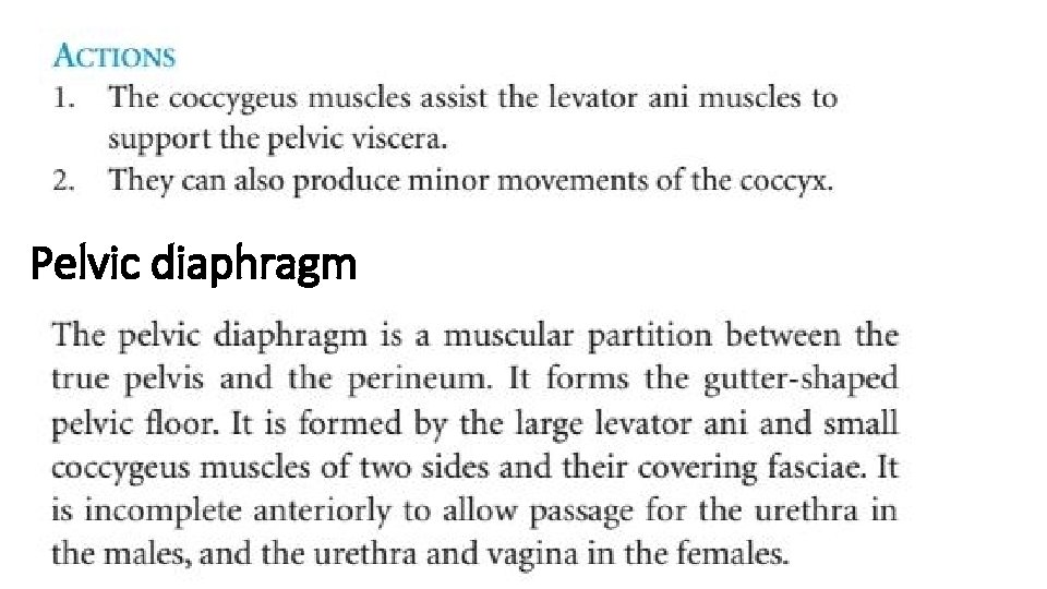 Pelvic diaphragm 