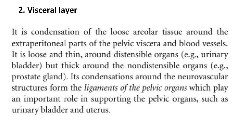 2. Visceral layer 