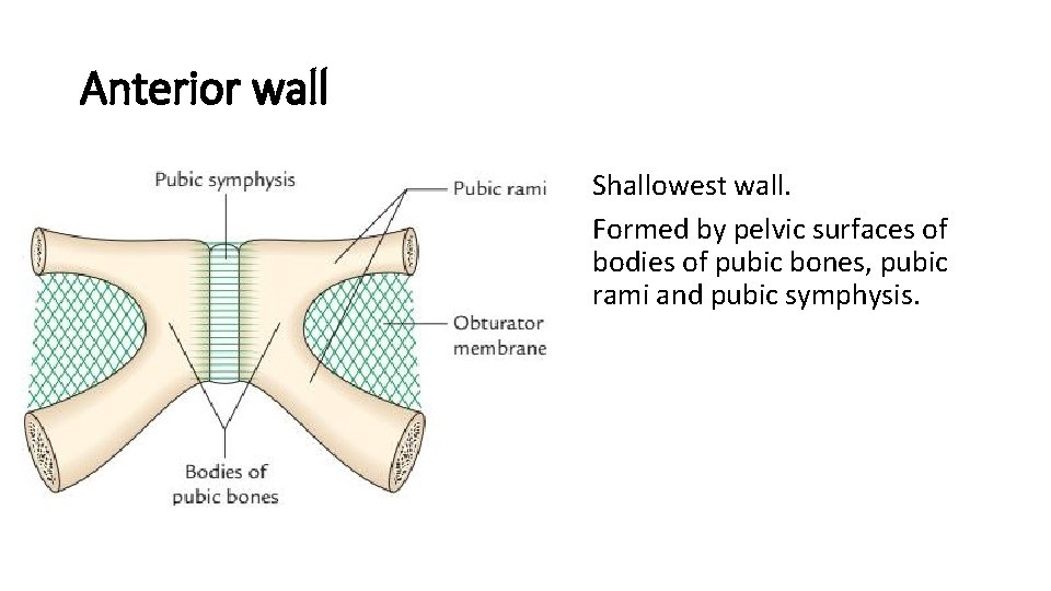Anterior wall • Shallowest wall. • Formed by pelvic surfaces of bodies of pubic