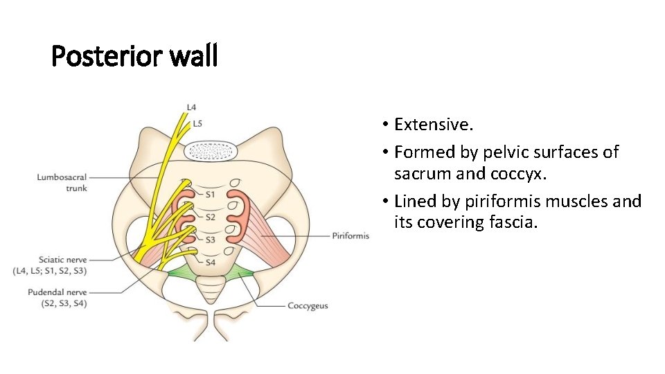 Posterior wall • Extensive. • Formed by pelvic surfaces of sacrum and coccyx. •