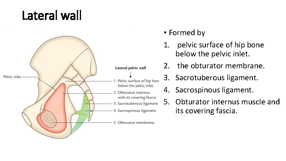 Lateral wall • Formed by 1. pelvic surface of hip bone below the pelvic