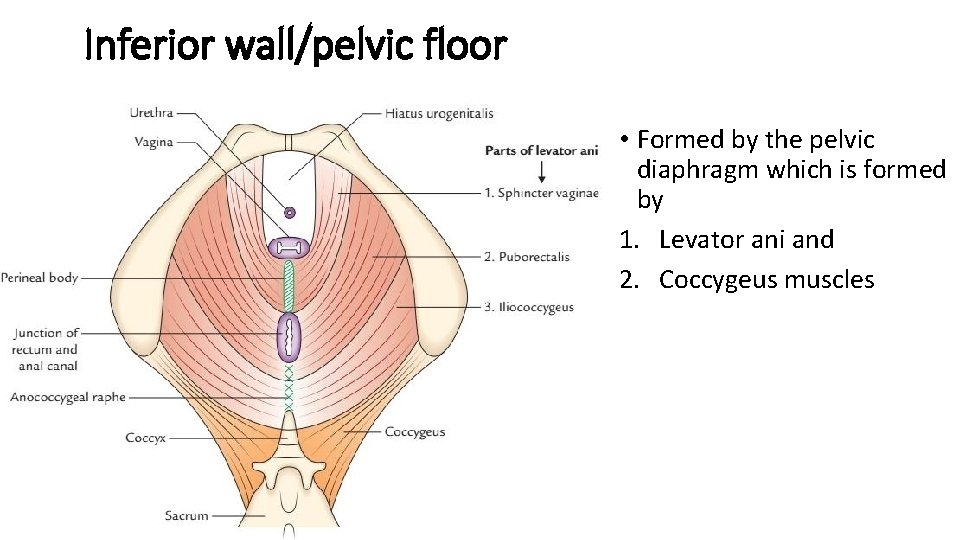 Inferior wall/pelvic floor • Formed by the pelvic diaphragm which is formed by 1.