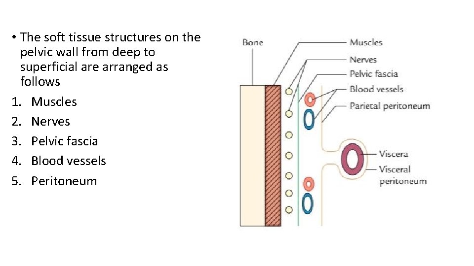  • The soft tissue structures on the pelvic wall from deep to superficial