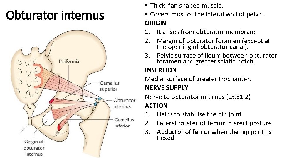 Obturator internus • Thick, fan shaped muscle. • Covers most of the lateral wall