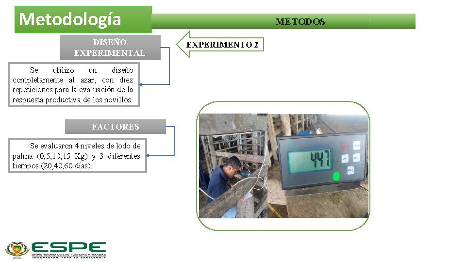 Metodología DISEÑO EXPERIMENTAL Se utilizo un diseño completamente al azar, con diez repeticiones para