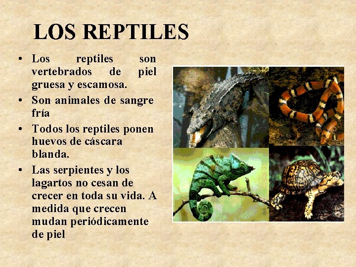 LOS REPTILES • Los reptiles son vertebrados de piel gruesa y escamosa. • Son