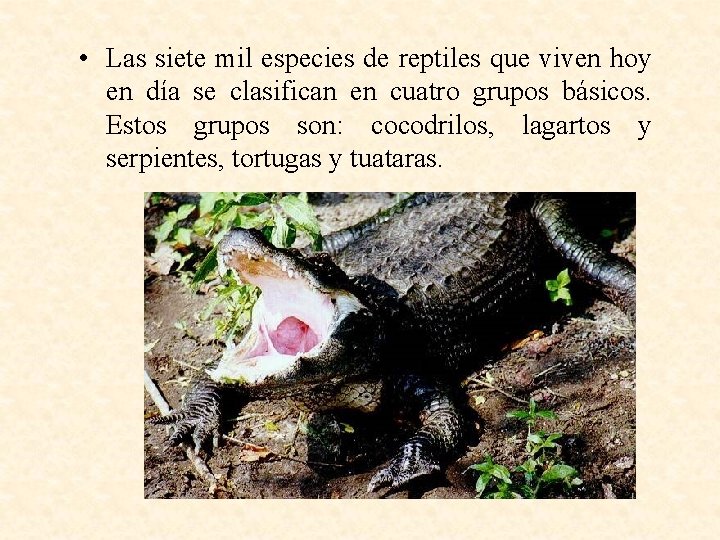  • Las siete mil especies de reptiles que viven hoy en día se