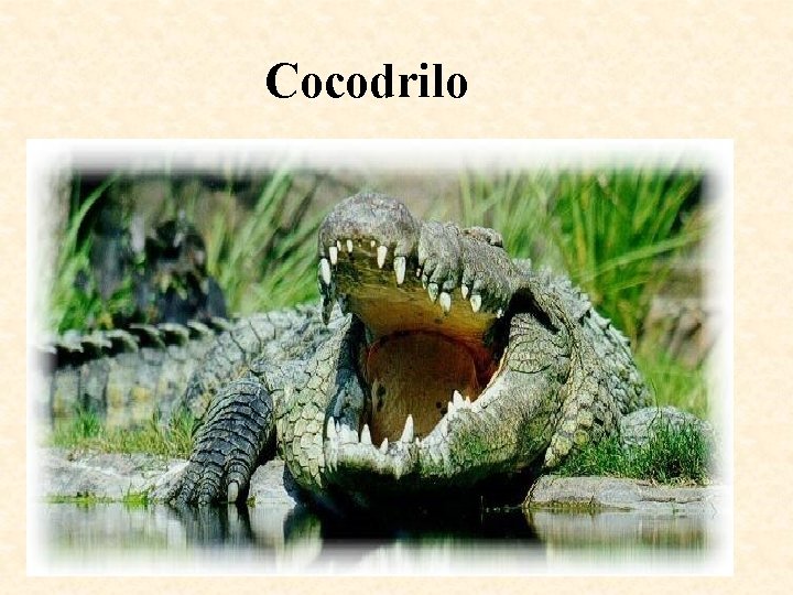 Cocodrilos Cocodrilos