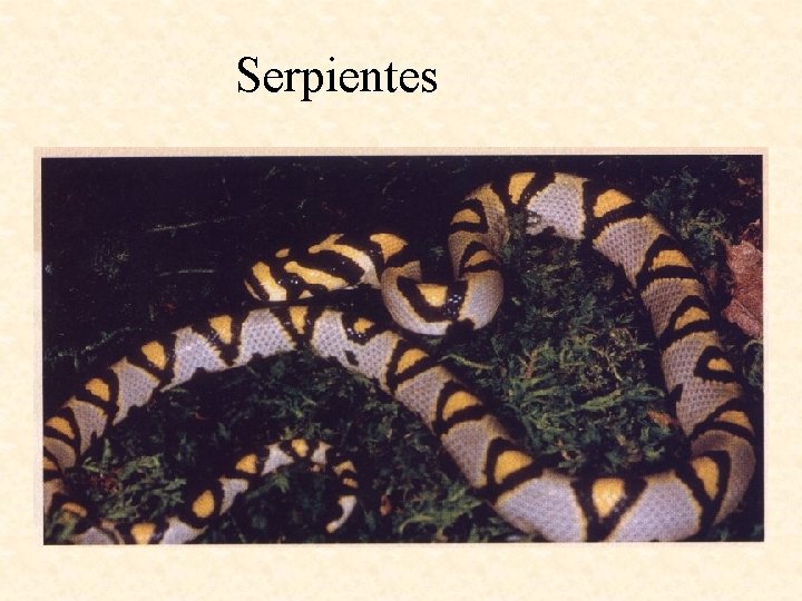 Serpientes 