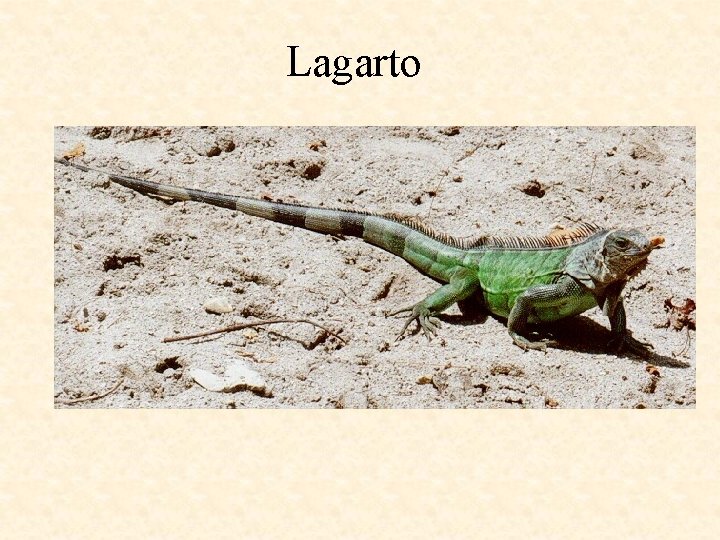 Lagarto 