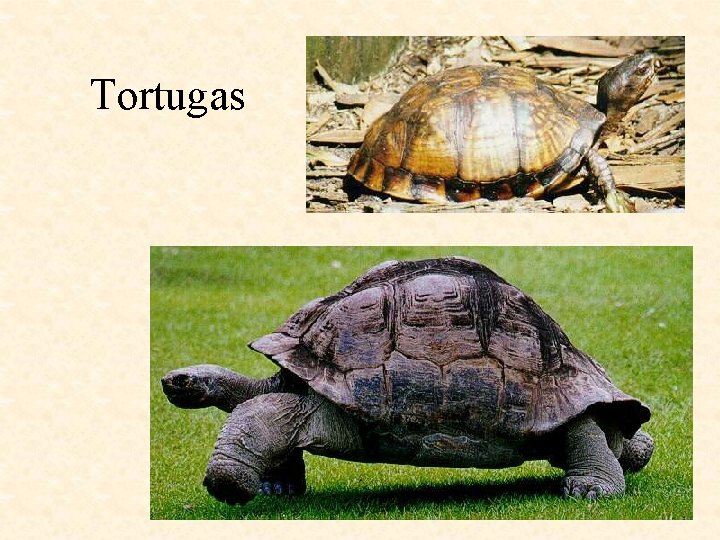 Tortugas 