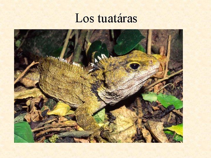 Los tuatáras 