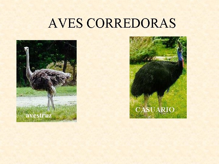 AVES CORREDORAS avestruz CASUARIO 