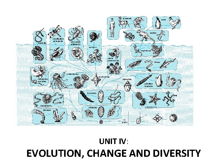 UNIT IV: EVOLUTION, CHANGE AND DIVERSITY 