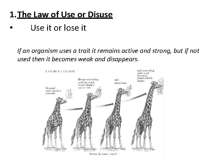 1. The Law of Use or Disuse • Use it or lose it If
