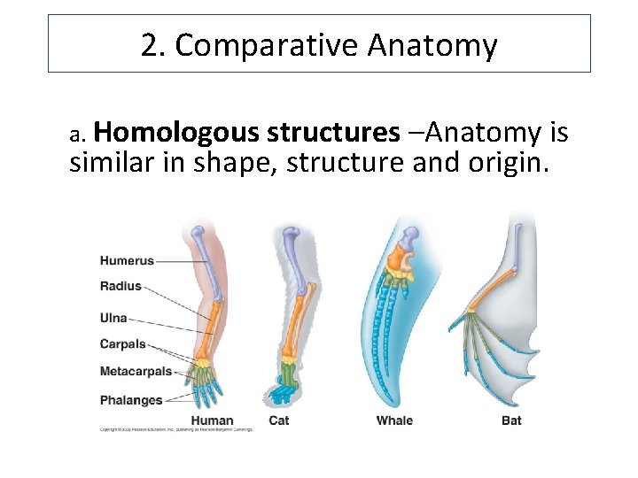 2. Comparative Anatomy a. Homologous structures –Anatomy is similar in shape, structure and origin.