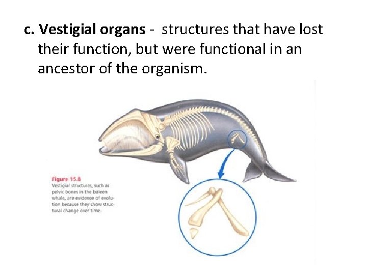 c. Vestigial organs - structures that have lost their function, but were functional in