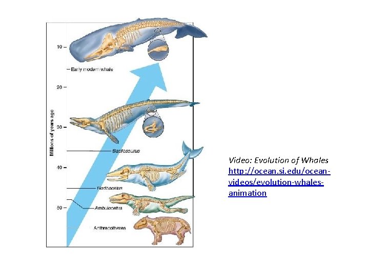 Video: Evolution of Whales http: //ocean. si. edu/oceanvideos/evolution-whalesanimation 