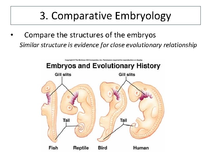 3. Comparative Embryology • Compare the structures of the embryos Similar structure is evidence