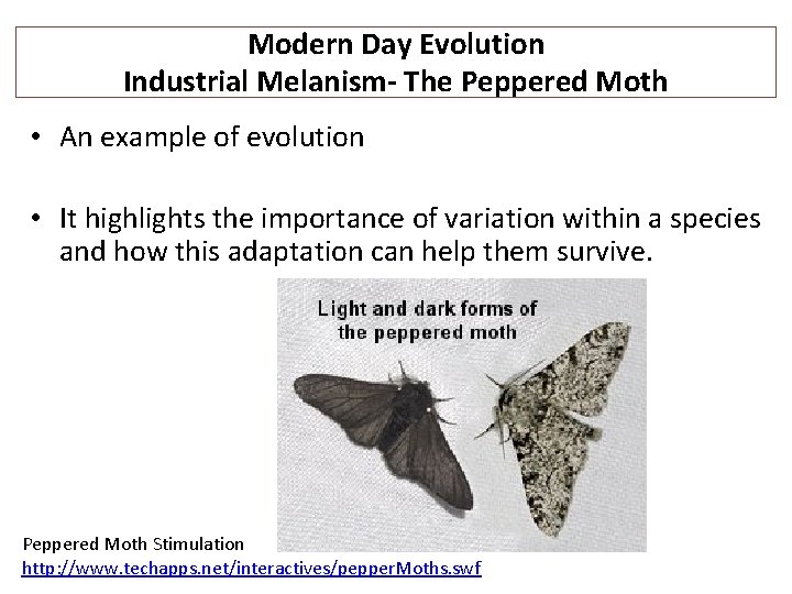 Modern Day Evolution Industrial Melanism- The Peppered Moth • An example of evolution •