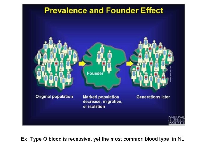 Ex: Type O blood is recessive, yet the most common blood type in NL