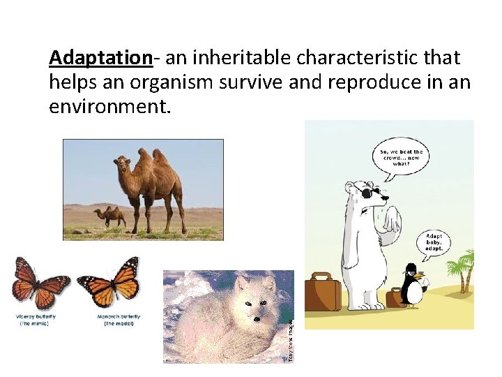 Adaptation- an inheritable characteristic that helps an organism survive and reproduce in an environment.
