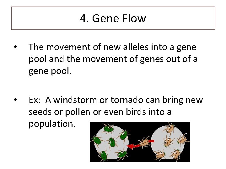 4. Gene Flow • The movement of new alleles into a gene pool and