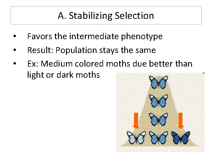 A. Stabilizing Selection • • • Favors the intermediate phenotype Result: Population stays the