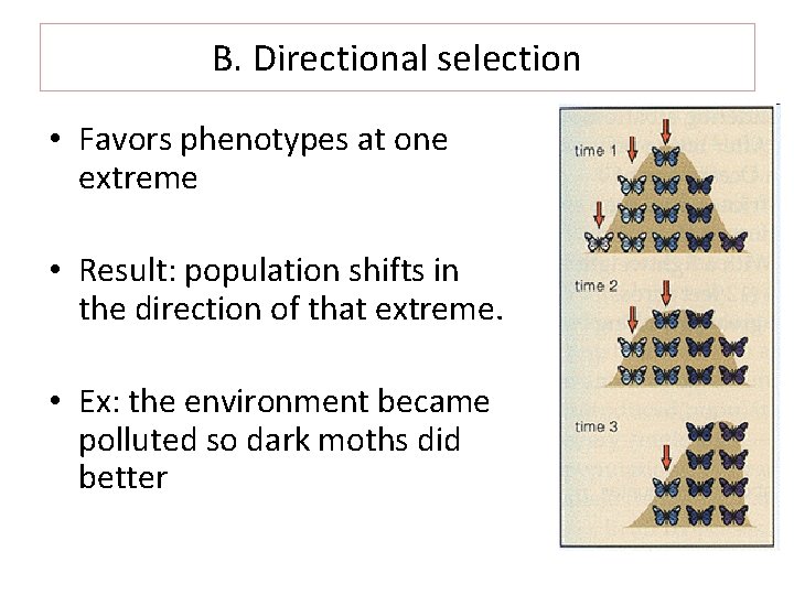 B. Directional selection • Favors phenotypes at one extreme • Result: population shifts in